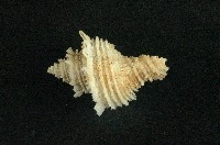 藏品(鳳冠花仙螺)的圖片